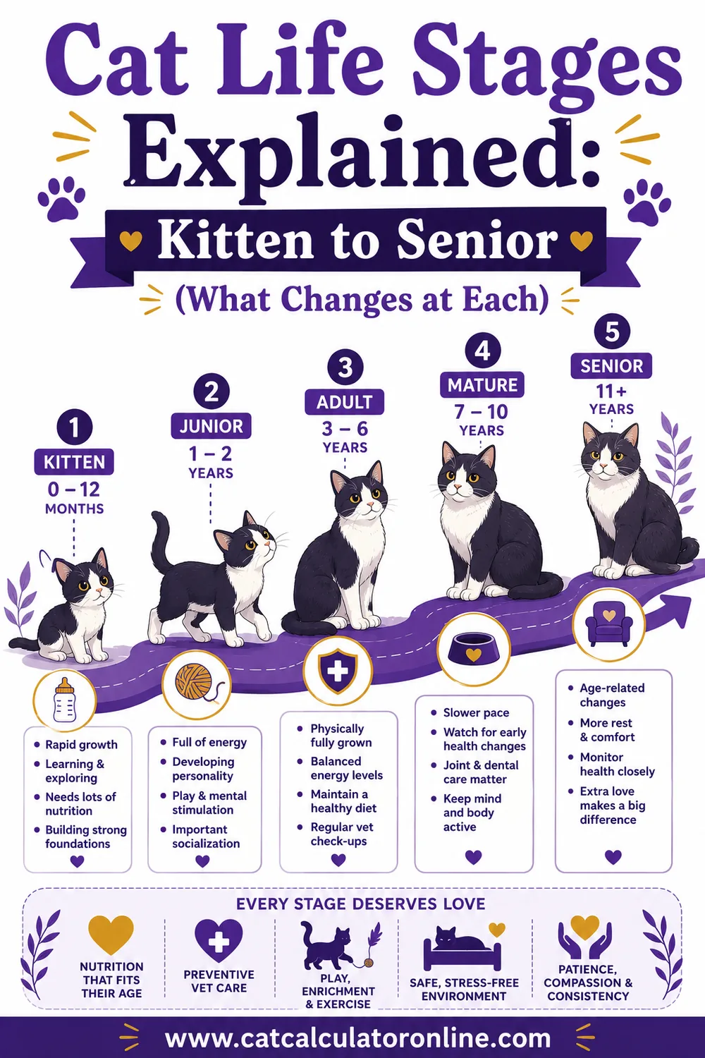Cat Life Stages Explained: Kitten to Senior (What Changes at Each)