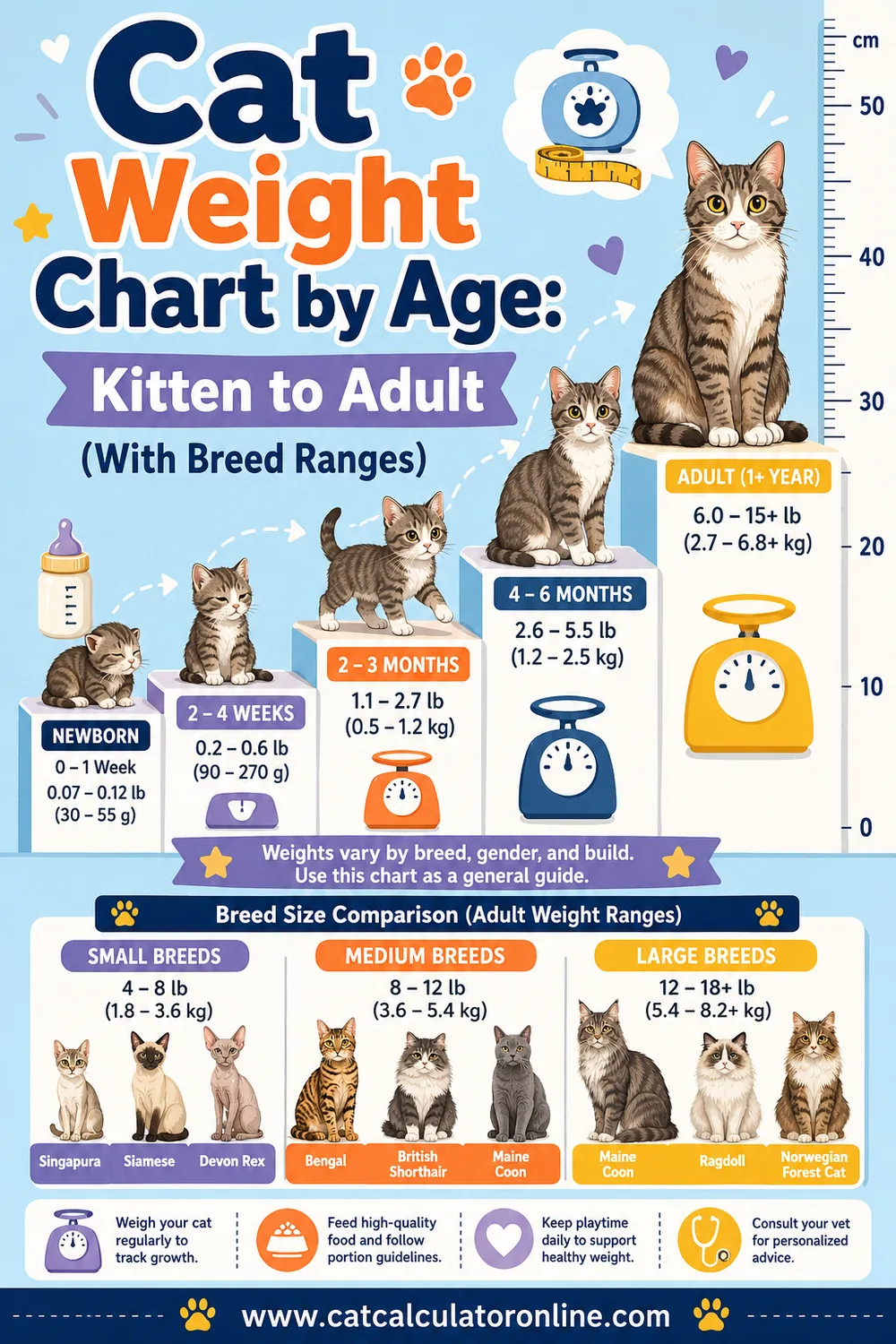 Cat Weight Chart by Age: Kitten to Adult (With Breed Ranges)
